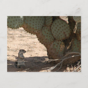 Cartão Postal Kenny's Critter