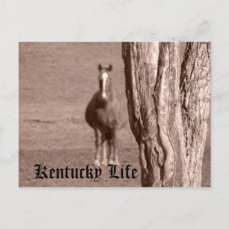 Cartão Postal Kentucky Life