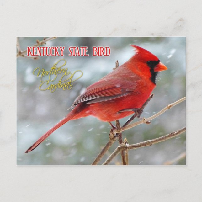 Cartão Postal Kentucky State Bird - Cardinal do Norte (Frente)