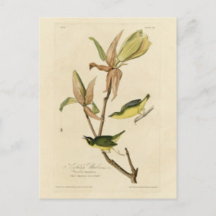 Cartão Postal Kentucky Warbler das Aves da América de Audubon
