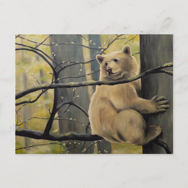 Cartão postal Kermode Bear Postcards (Frente)