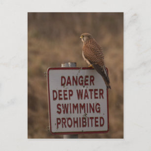 Cartão Postal Kestrel