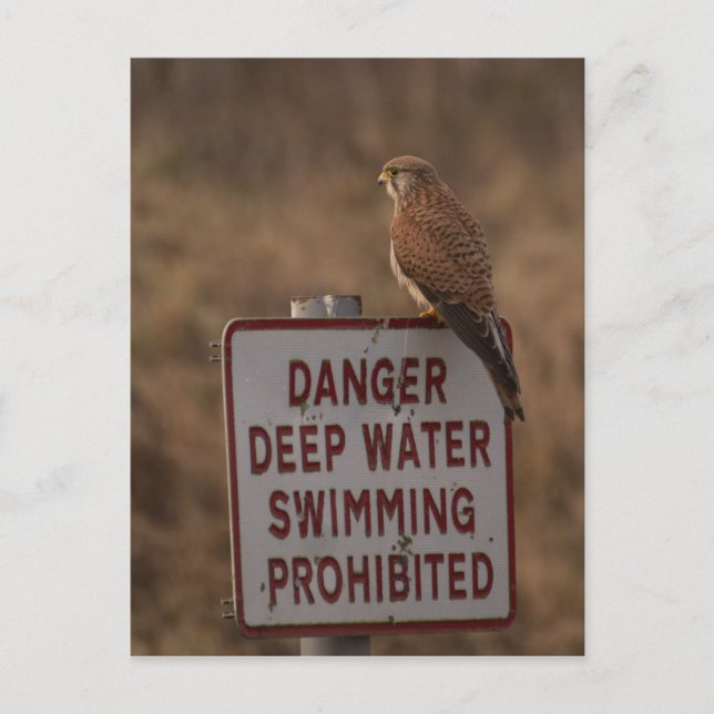 Cartão Postal Kestrel (Frente)