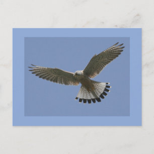 Cartão Postal Kestrel
