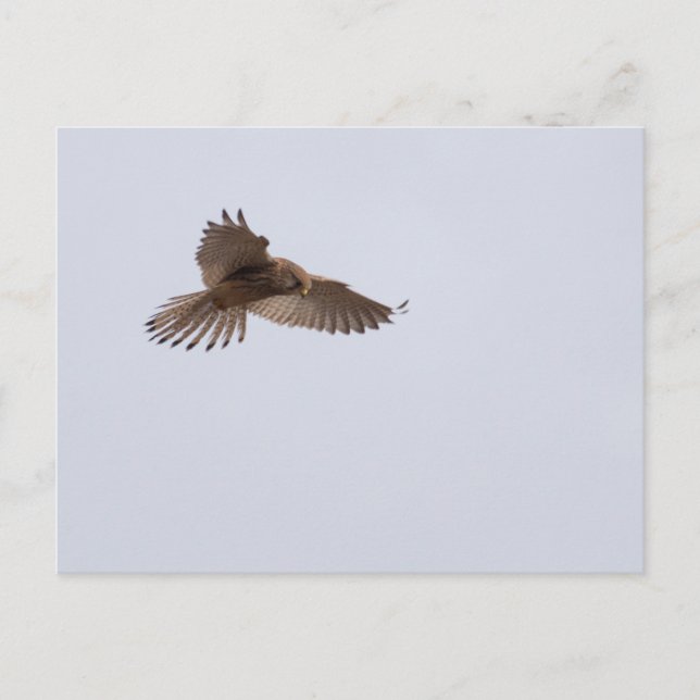 Cartão Postal Kestrel (Frente)