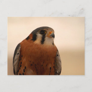 Cartão Postal Kestrel Americano