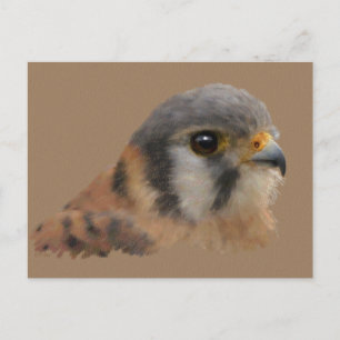 Cartão Postal Kestrel Americano