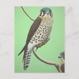 Cartão Postal Kestrel Americano