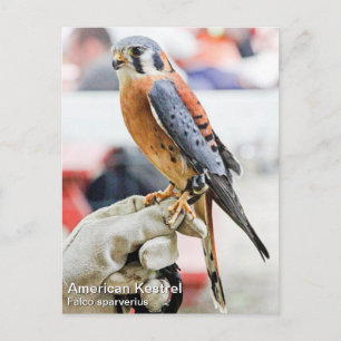 Cartão Postal Kestrel Americano