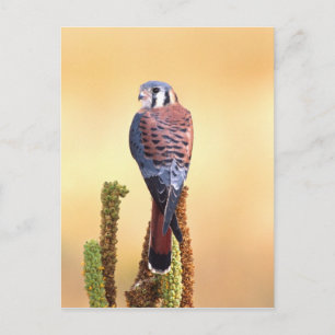 Cartão Postal Kestrel, Falco sparverius, Nativo para EUA e Canad