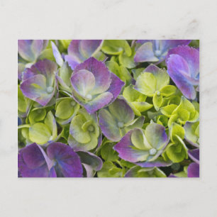 Cartão Postal Keukenhof Garden Hydrangea