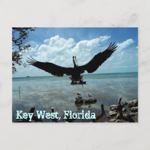 Cartão Postal Key West Florida Pelican Wildlife Card Photo