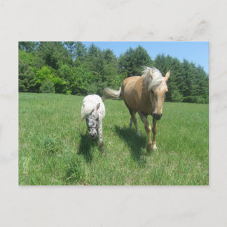 Cartão Postal Khrysta e Cash