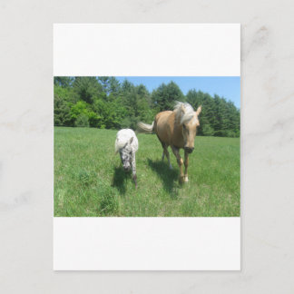 Cartão Postal Khrysta, o cavalo de Morgan, e dinheiro, os mini
