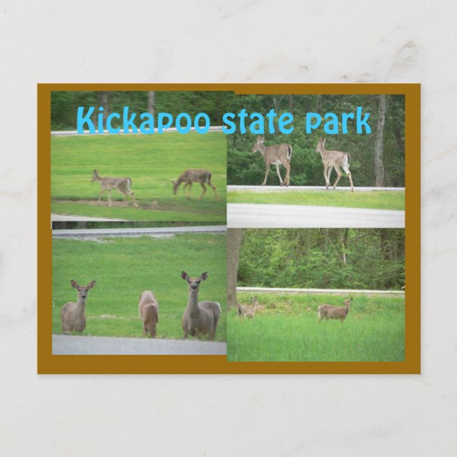 Cartão Postal Kickapoo Deer (Frente)