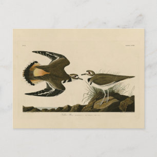 Cartão Postal Kildeer Plover (Killdeer) Aves de Audubon da Améri