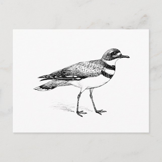 Cartão Postal Killdeer Bird Sketch (Frente)