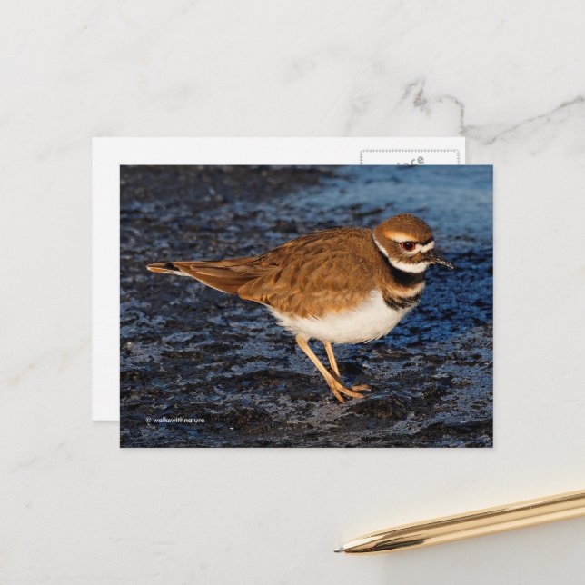 Cartão Postal Killdeer Shorebird em Icy Mudflats (Frente/Verso In Situ)