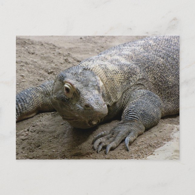 Cartão Postal Kimodo Dragon (Frente)