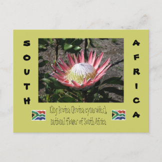 Cartão Postal King Protea