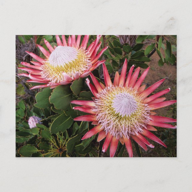 Cartão Postal King Protea (Protea Cynaroides), Helderberg (Frente)