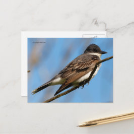Cartão Postal Kingbird Flycatcher Songbird do Leste em uma filia