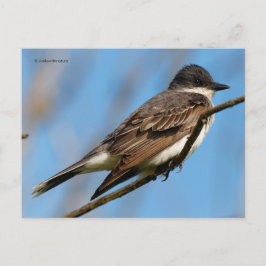 Cartão Postal Kingbird Flycatcher Songbird do Leste em uma filia