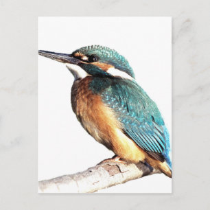 Cartão Postal Kingfisher