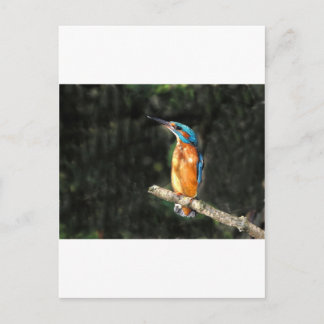 Cartão Postal Kingfisher