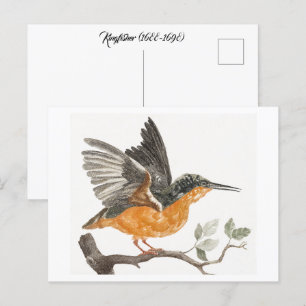 Cartão Postal Kingfisher (1688-1698) apresentada por Johan Teyle