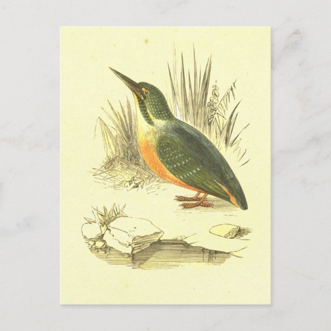 Cartão Postal Kingfisher Vintage Bird Lithógrafo (Frente)