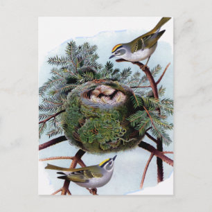 Cartão Postal Kinglets coroados de ouro