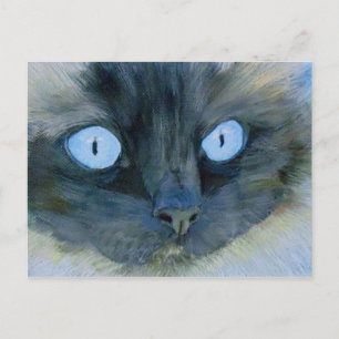 Cartão Postal Kismet, o Gato Ragdoll