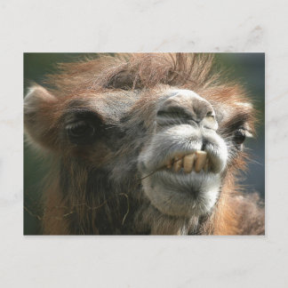 Cartão Postal Kiss Kiss