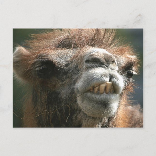 Cartão Postal Kiss Kiss (Frente)