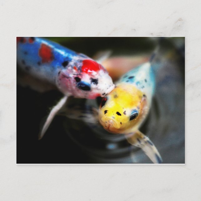 Cartão Postal Kissing fish (Frente)