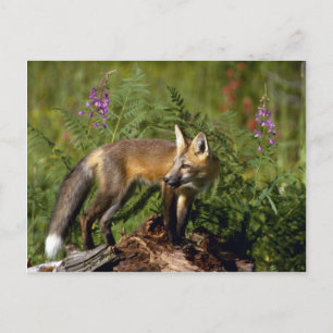 Cartão Postal Kit Red Fox