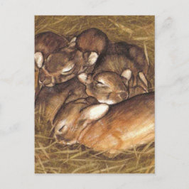 Cartão Postal kits de coelhos bebês em nest art