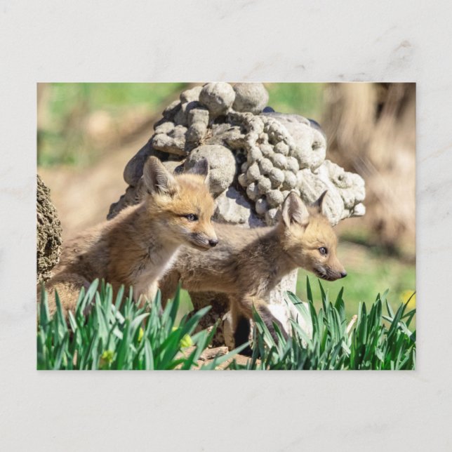 Cartão Postal Kits Fox no Vale do Hudson (Frente)