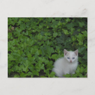 Cartão Postal Kitten