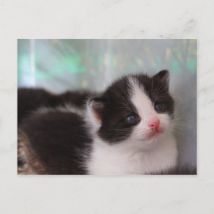 Cartão postal Kitten