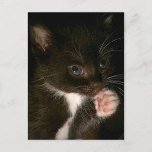 Cartão postal Kitten