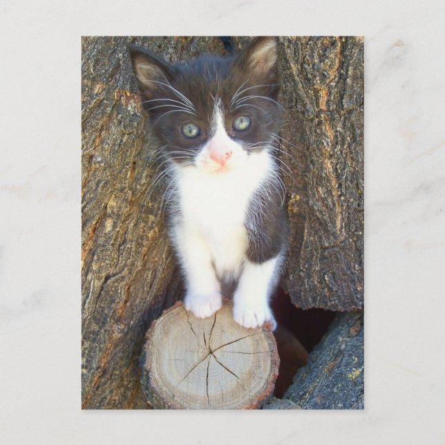 Cartão Postal Kitten 2 (Frente)