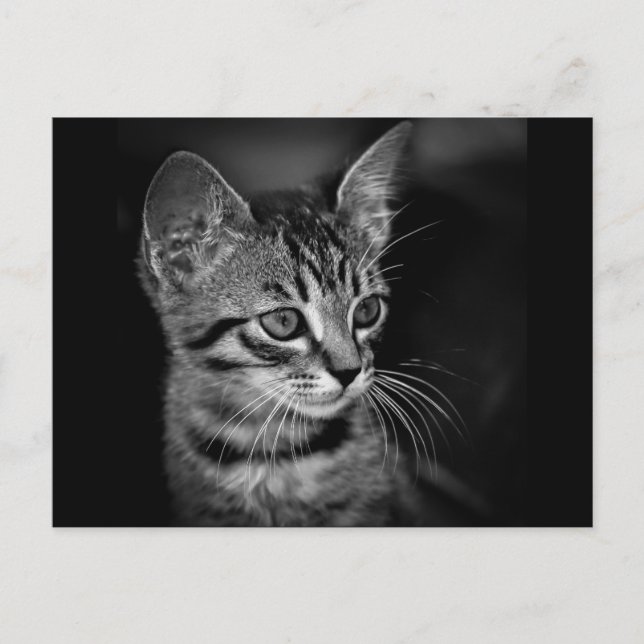 Cartão Postal kitten-405331 BLACK WHITE kitten black white cat (Frente)