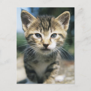 Cartão Postal Kitten ao ar livre