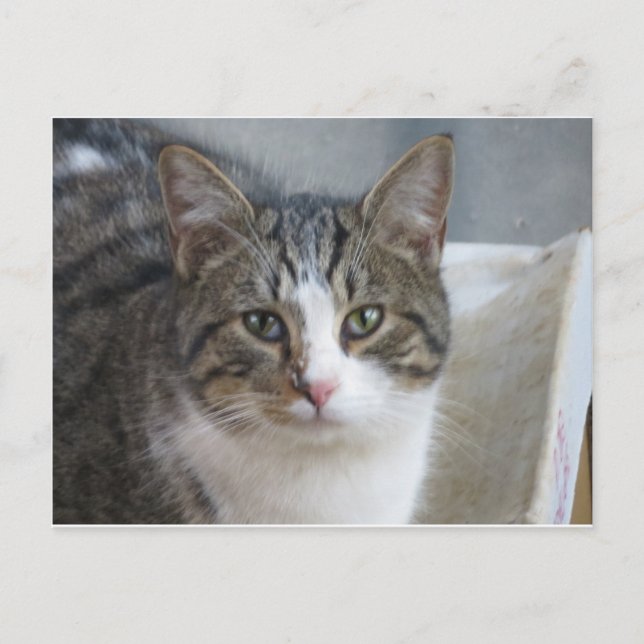 Cartão Postal Kitten Close (Fechar) (Frente)