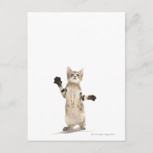 Cartão Postal Kitten com fundo branco