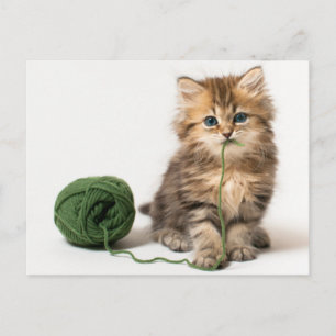 Cartão Postal Kitten com Yarn Verde