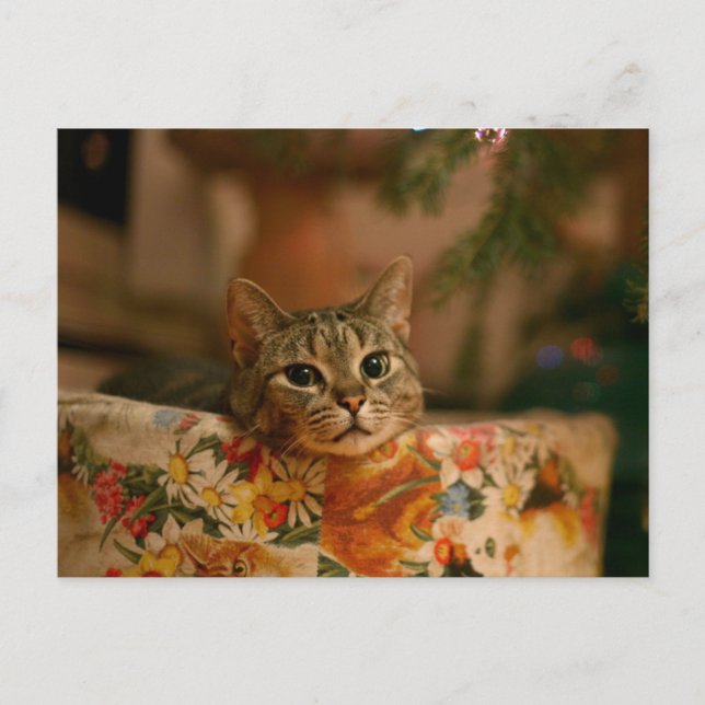 Cartão Postal Kitten espiando atrás da árvore de Natal (Frente)