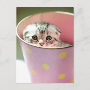 Cartão Postal Kitten Hiding